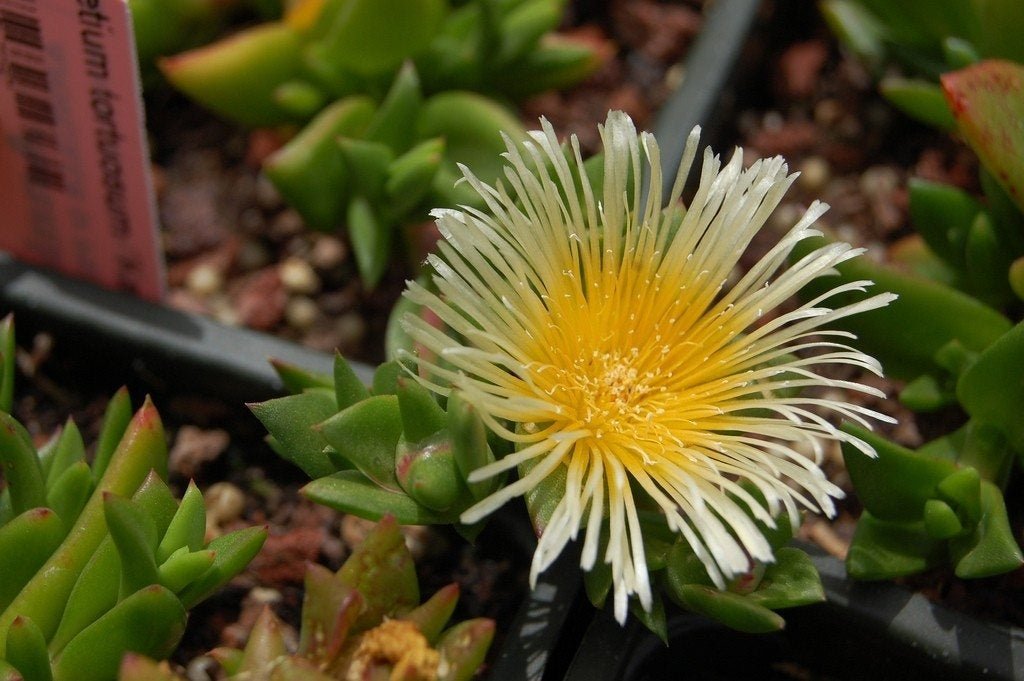 Kanna in bloom, Sceletium tortuosum